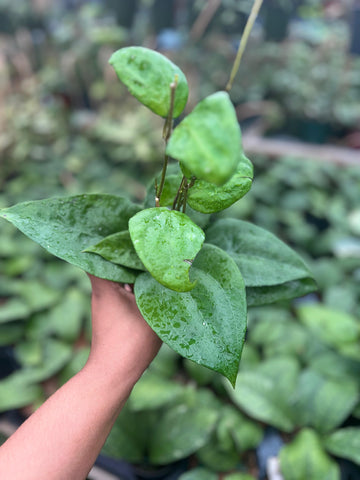 HOYA GLABRA 4"