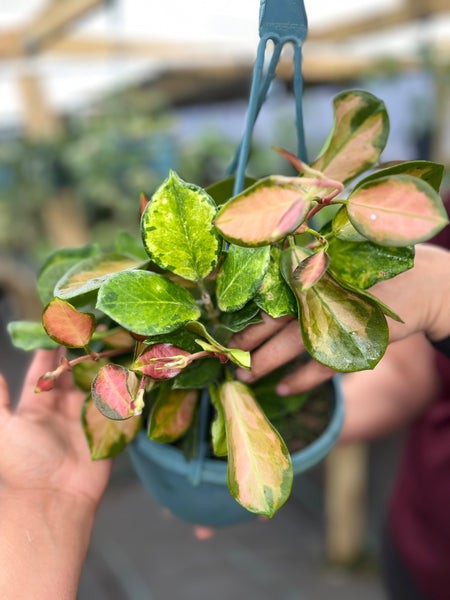 HOYA AUSTRALIS LISA 8"