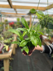 HOYA AUSTRALIS RUBICOLA 5"