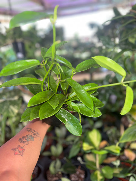 HOYA MELIFLUA 4"