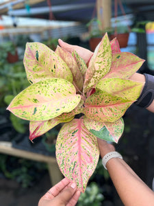 AGLAONEMA BIG ROY 6"