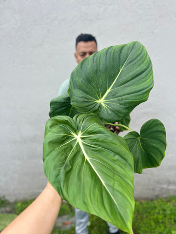 PHILODENDRON MC DOWELL 3 GALLONS
