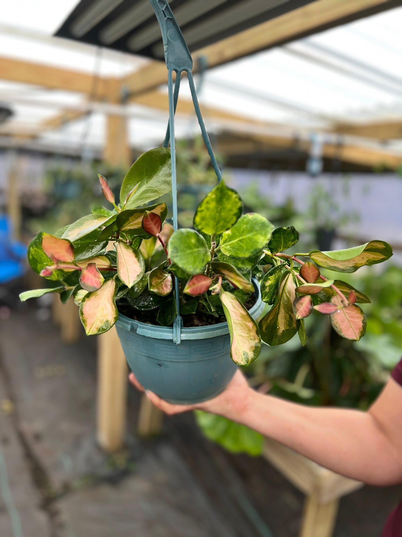 HOYA AUSTRALIS LISA 8"