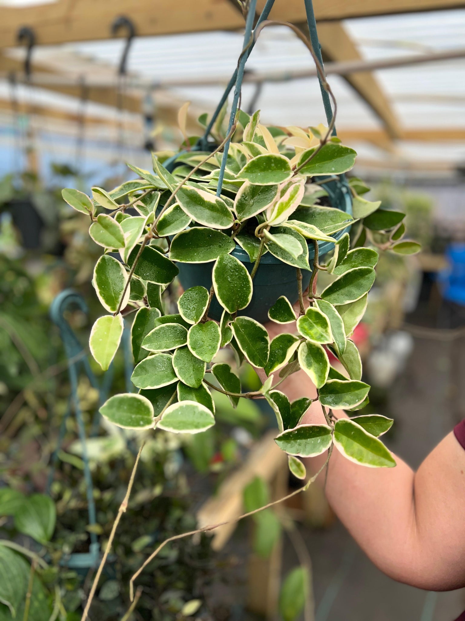 HOYA KRIMSON QUEEN 8"