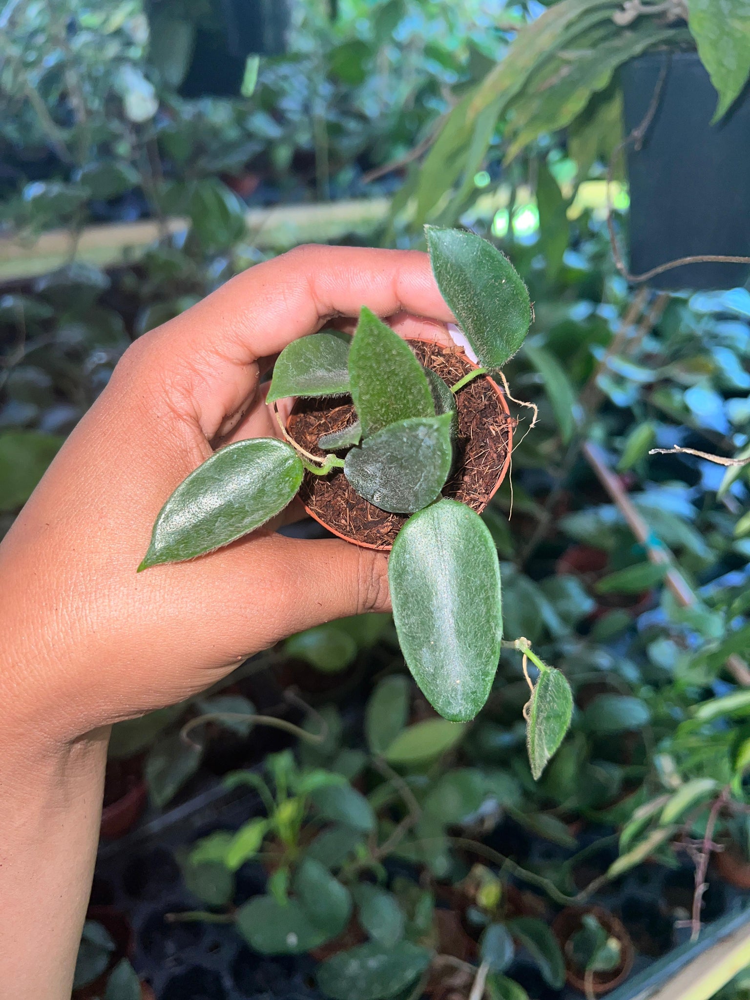 HOYA THOMSONI 2"