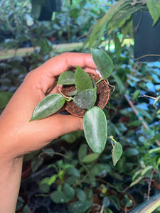 HOYA THOMSONI 2"