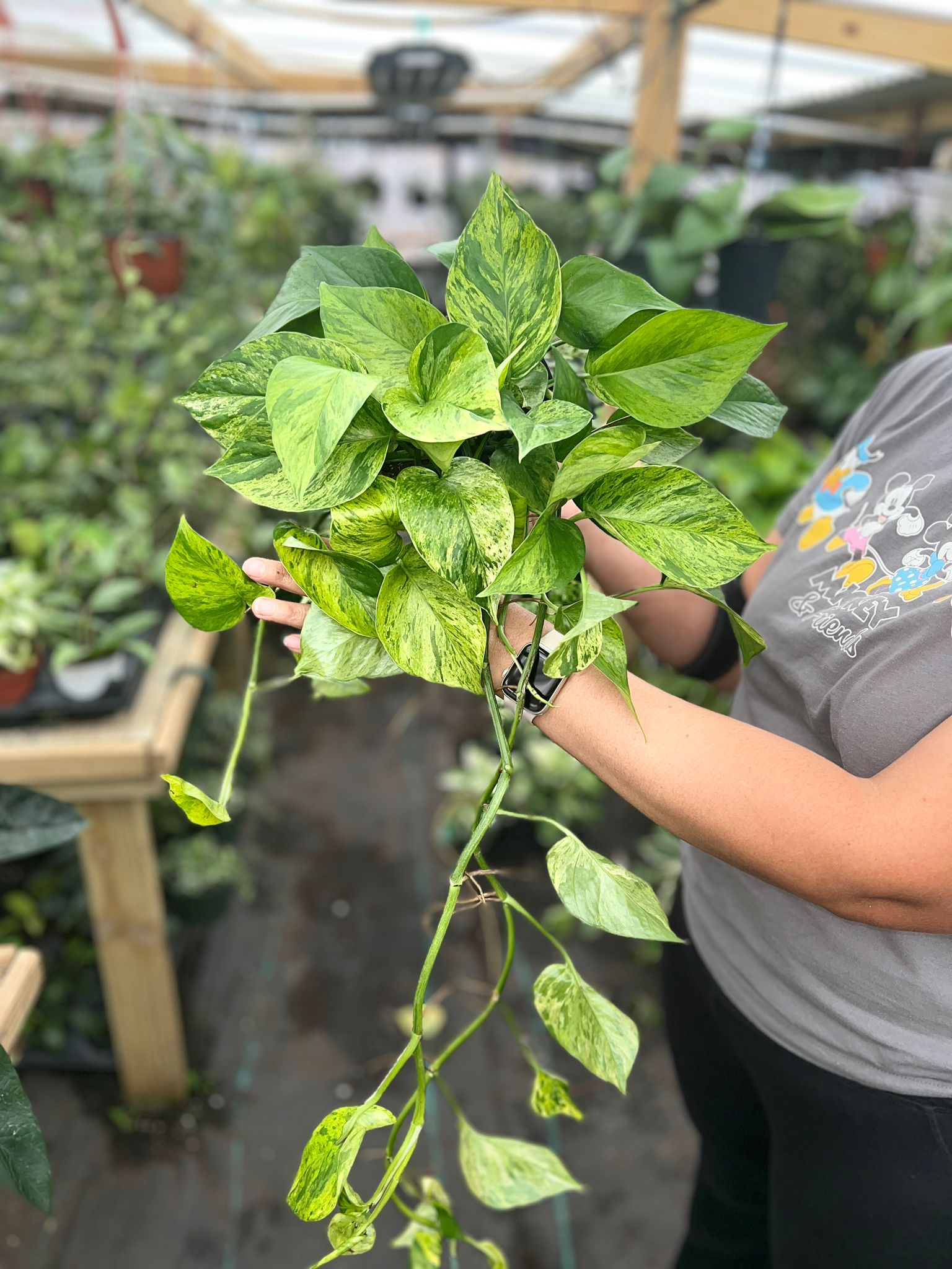 POTHOS JESENIA HIGH VARIGATED 6"