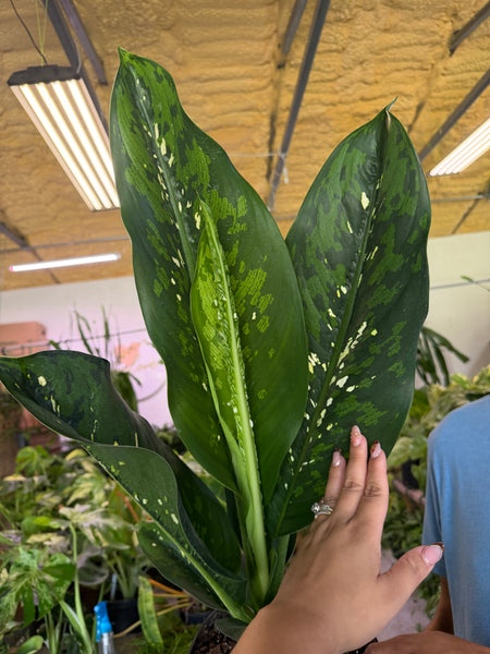 DIEFFENBACHIA CROCODILE 3 GALLONS GROWER CHOICES