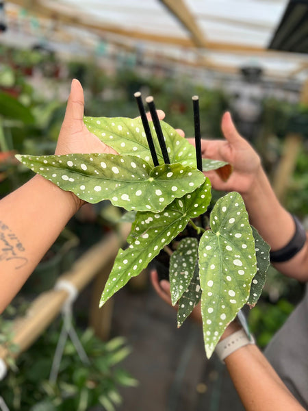 BEGONIA MACULATA 6"