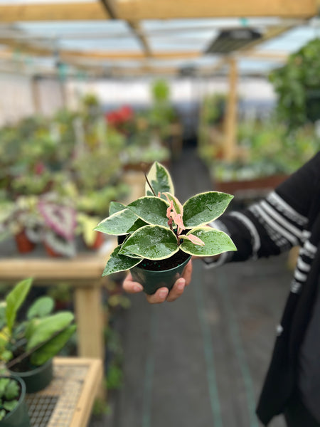 HOYA CARNOSA PURPLE PRIDE 4"