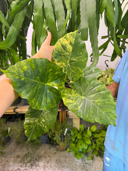 ALOCASIA ODORA YELLOW VAR 6" GROWER CHOICES