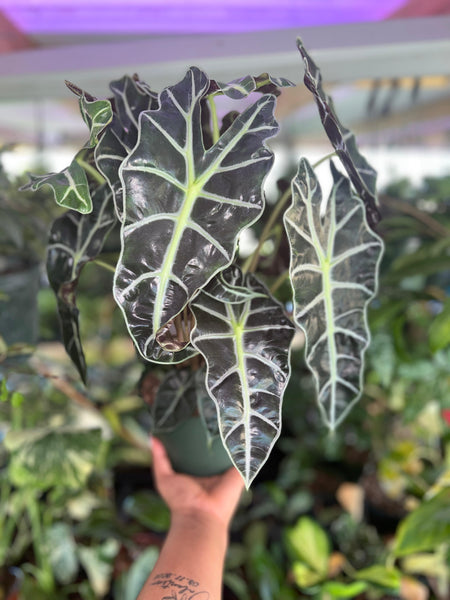 ALOCASIA POLLY 6"