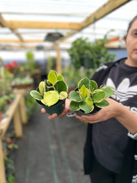 HOYA AUSTRALIS ALBO 4"