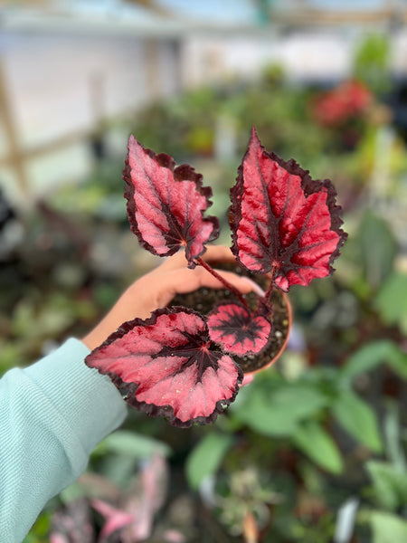 BEGONIA RED ROBIN 4"