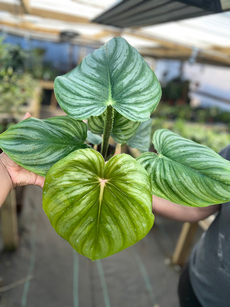 PHILODENDRON PASTAZANUM SILVER 6"