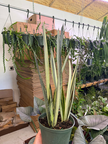 SANSEVERIA BANTEL SENSATION 6" GROWER CHOICES