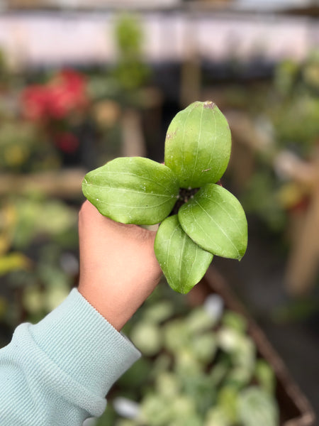 HOYA QUINQUINERVIA 2"