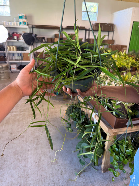 HOYA SHEPHERDII 8" GROWER CHOICES
