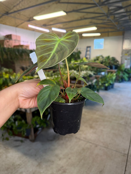 PHILODENDRON CHOCÓ RED 4" GROWER CHOICES