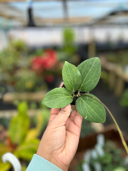 HOYA POTSII 2"