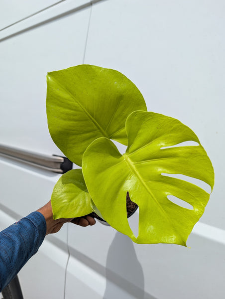 MONSTERA LEMON LIME 6" GROWER CHOICES