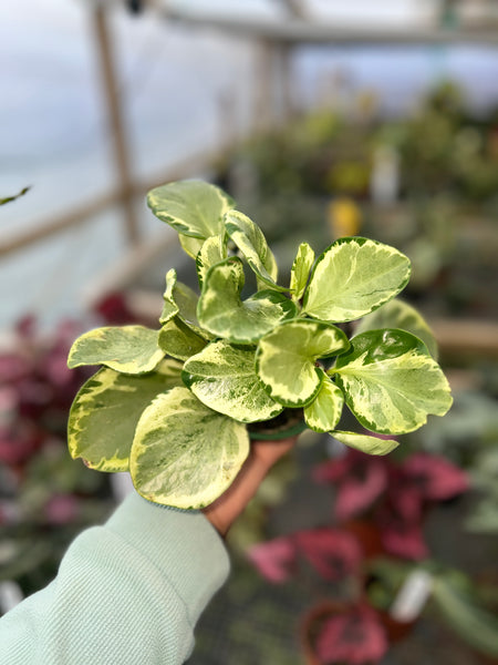 PEPEROMIA OBTUSIFOLIA MARBLE 4"