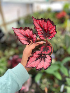 BEGONIA RED ROBIN 4"