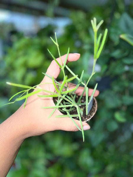 HOYA LINEARIS 2.5"