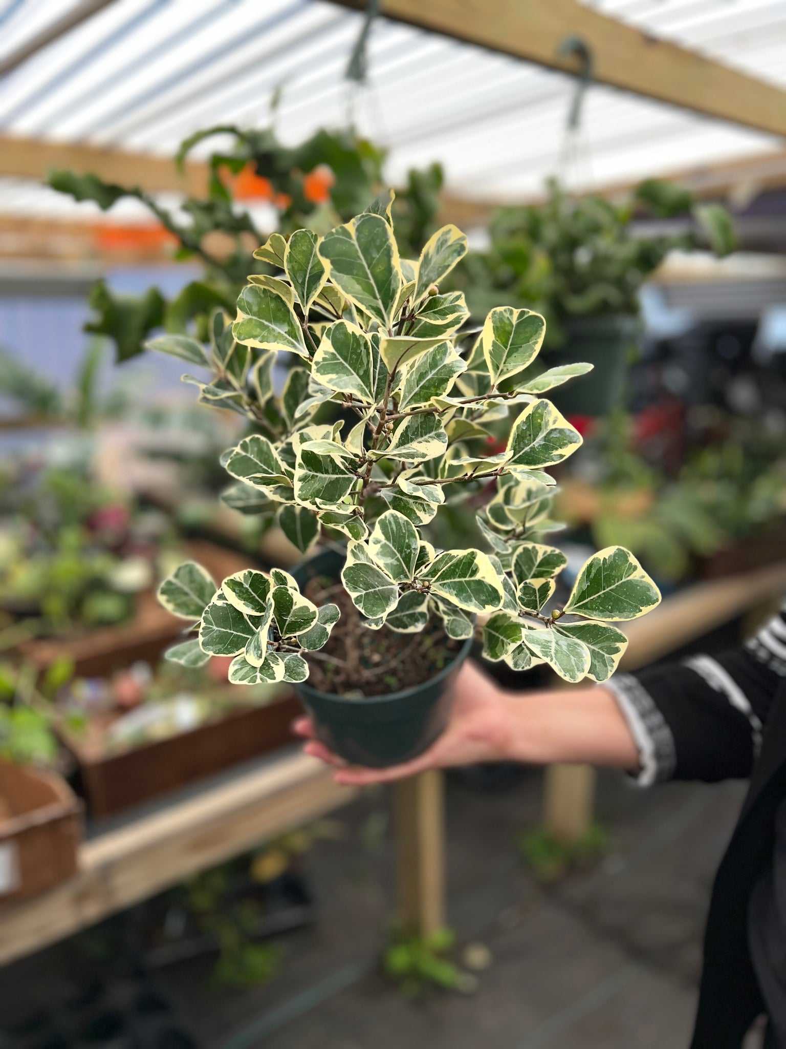 FICUS TRIANGULARIS VARIEGATED 6"