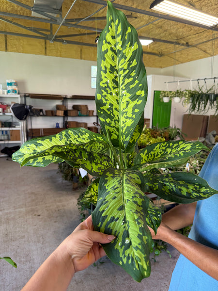 DIEFFENBACHIA CHEETAH 3 GALLONS GROWER CHOICES