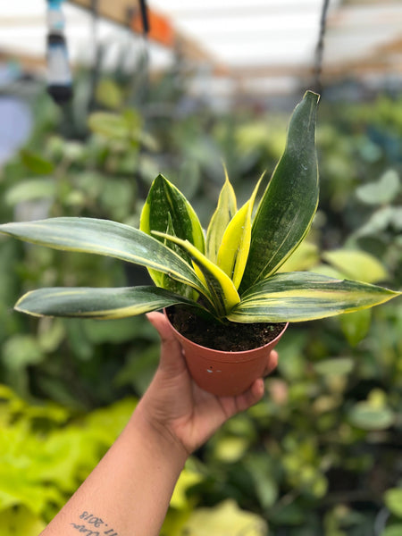 SANSEVERIA FLAME 4"