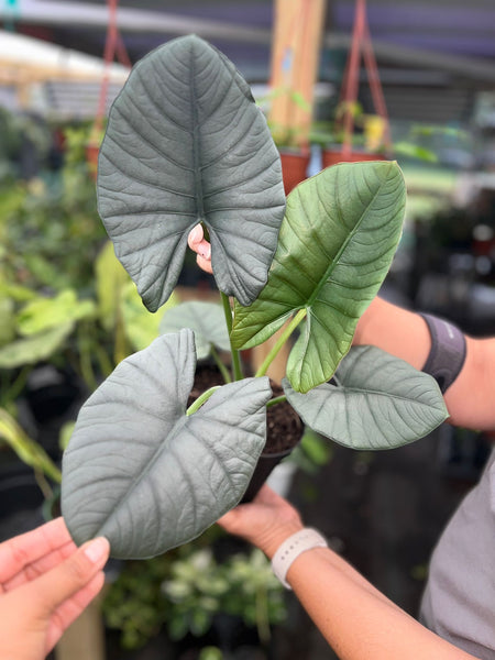 ALOCASIA REGINAE 6"