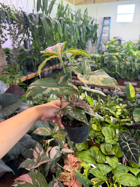 SYNGONIUM PINK SPLASH 4" GROWER CHOICES