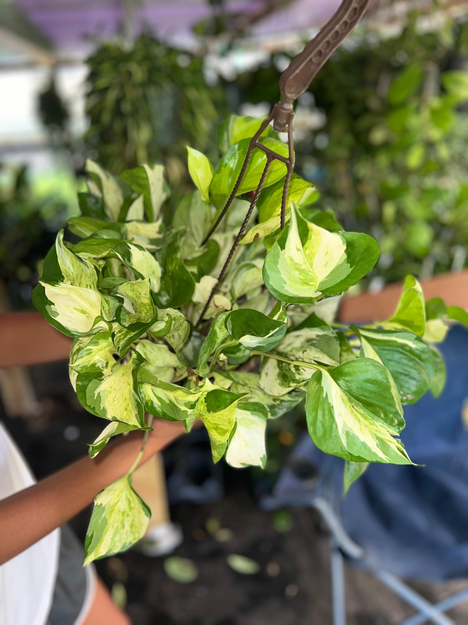 POTHOS MANJULA 6"
