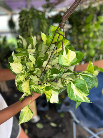 POTHOS MANJULA 6"