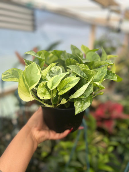 POTHOS LEMON MERENGUE 6"