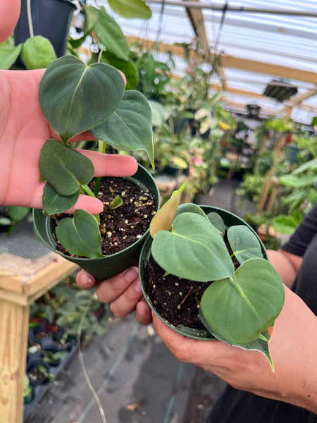 PHILODENDRON LUPINUM 4"