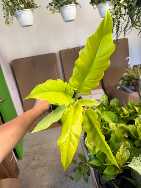 PHILODENDRON GOLDEN CROCODILE 6" GROWER CHOICES