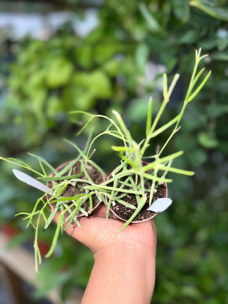 HOYA LINEARIS 2.5"