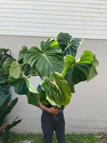 PHILODENDRON MC DOWELL 5 GALLONS