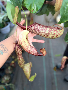 PITCHER PLANT NEPENTHES 8"