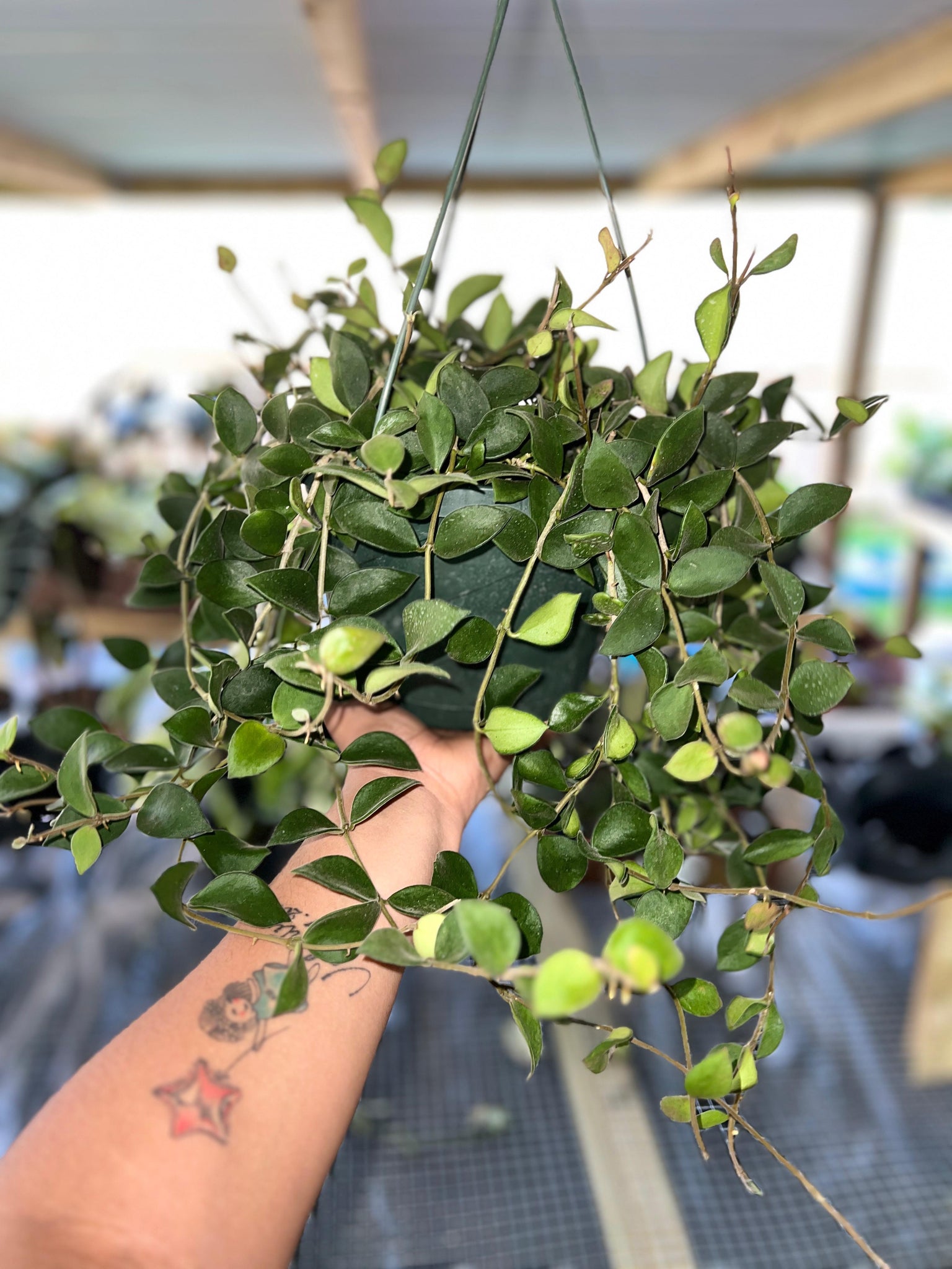 HOYA NUMMULARIOIDES 8"