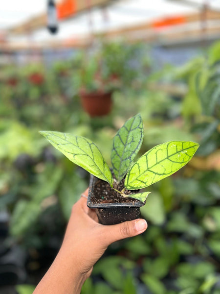 HOYA CALLISTOPHYLLA BLACK MARGIN 3"