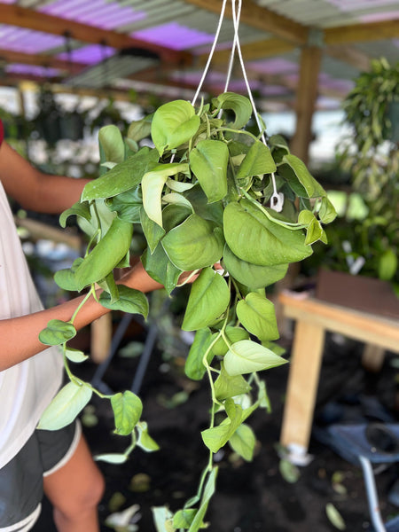 SCINDAPSUS JADE SATIN 8"