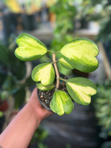 HOYA KERRI INNER VARIGATED 4"