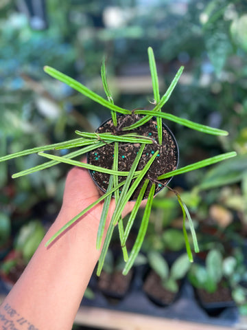 HOYA INSULARIS 4"