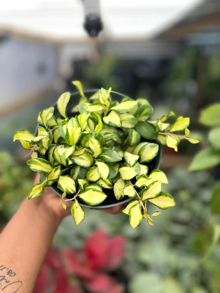 HOYA HEUSCHKELIANA VARIGATED 6"