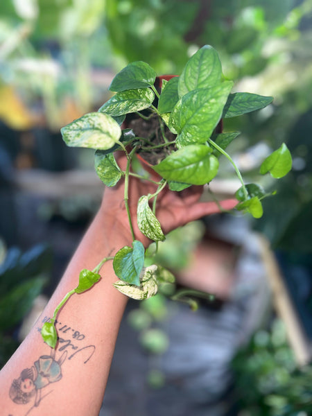 POTHOS CEBU GHOST 4"