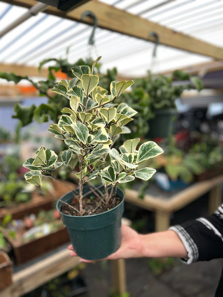 FICUS TRIANGULARIS VARIEGATED 6"