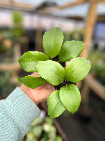 HOYA QUINQUINERVIA 2"